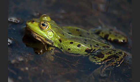 Grünfrosch (Pelophylax spec.)