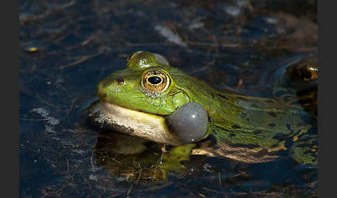 Seefrosch (Pelophylax ridibundus)