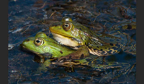 Seefrosch (Pelophylax ridibundus)