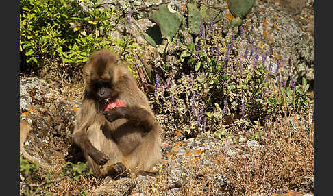 Blutbrustpavian (Theropithecus gelada)