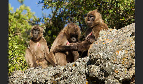 Blutbrustpavian (Theropithecus gelada)