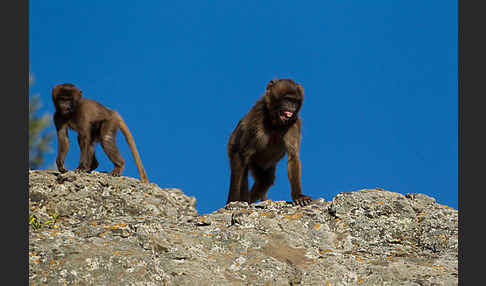 Blutbrustpavian (Theropithecus gelada)