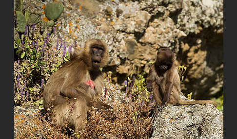 Blutbrustpavian (Theropithecus gelada)