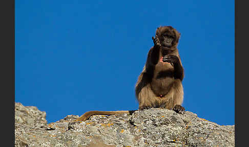 Blutbrustpavian (Theropithecus gelada)