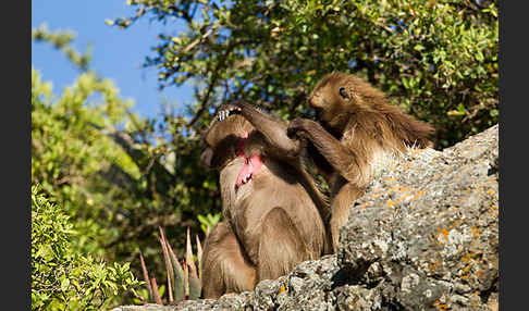 Blutbrustpavian (Theropithecus gelada)