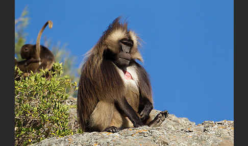 Blutbrustpavian (Theropithecus gelada)