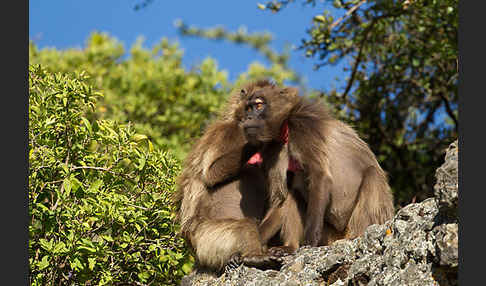 Blutbrustpavian (Theropithecus gelada)