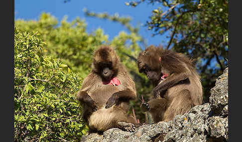 Blutbrustpavian (Theropithecus gelada)