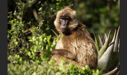 Blutbrustpavian (Theropithecus gelada)