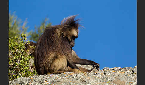 Blutbrustpavian (Theropithecus gelada)