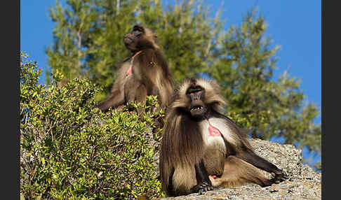 Blutbrustpavian (Theropithecus gelada)