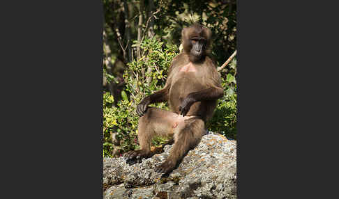 Blutbrustpavian (Theropithecus gelada)