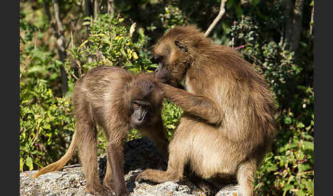 Blutbrustpavian (Theropithecus gelada)