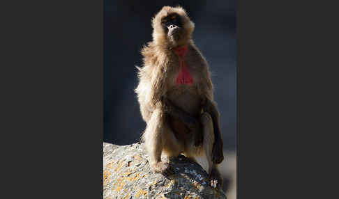 Blutbrustpavian (Theropithecus gelada)