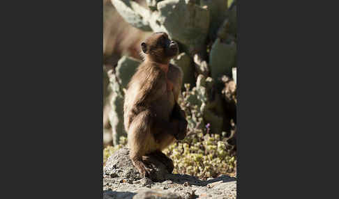 Blutbrustpavian (Theropithecus gelada)