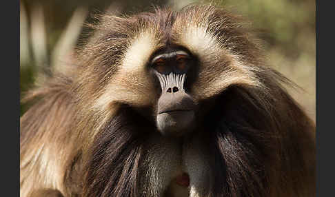 Blutbrustpavian (Theropithecus gelada)