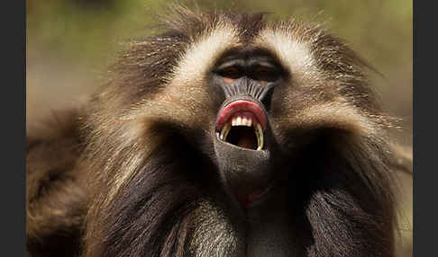 Blutbrustpavian (Theropithecus gelada)