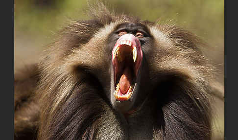 Blutbrustpavian (Theropithecus gelada)