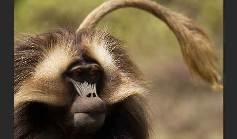 Blutbrustpavian (Theropithecus gelada)