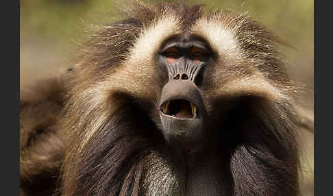 Blutbrustpavian (Theropithecus gelada)