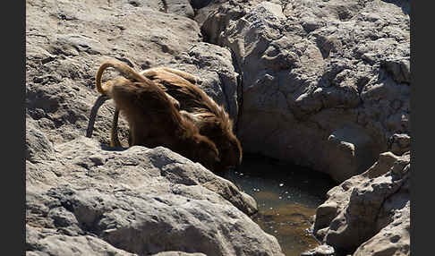 Blutbrustpavian (Theropithecus gelada)