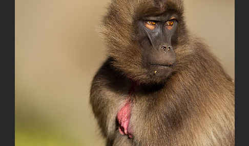 Blutbrustpavian (Theropithecus gelada)