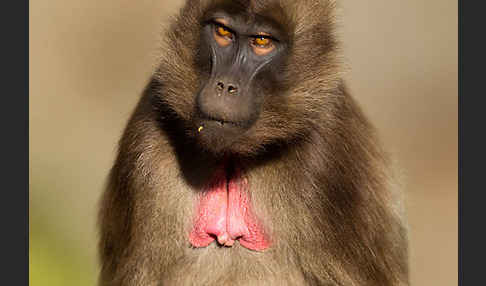 Blutbrustpavian (Theropithecus gelada)