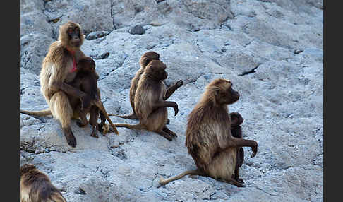 Blutbrustpavian (Theropithecus gelada)