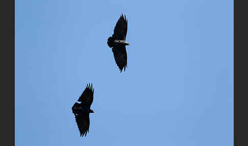 Borstenrabe (Corvus rhipidurus)