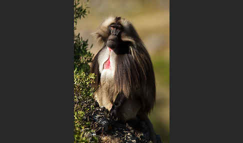 Blutbrustpavian (Theropithecus gelada)