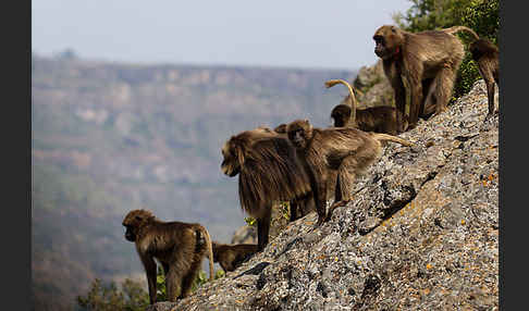 Blutbrustpavian (Theropithecus gelada)