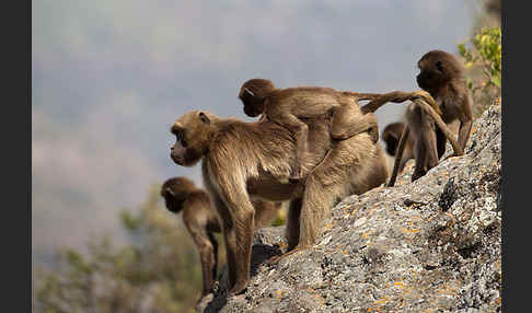 Blutbrustpavian (Theropithecus gelada)