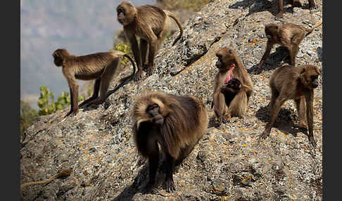 Blutbrustpavian (Theropithecus gelada)