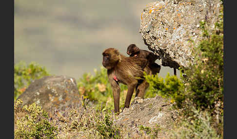 Blutbrustpavian (Theropithecus gelada)