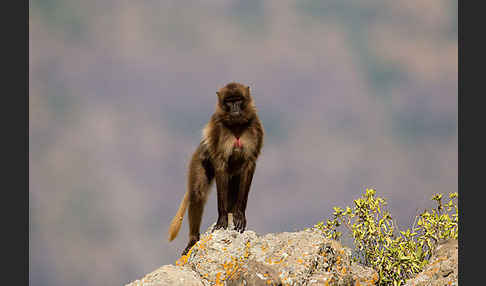 Blutbrustpavian (Theropithecus gelada)