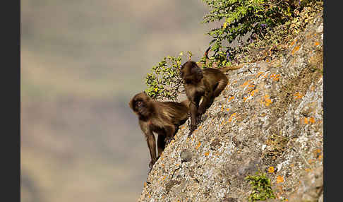 Blutbrustpavian (Theropithecus gelada)