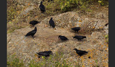 Borstenrabe (Corvus rhipidurus)