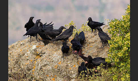 Borstenrabe (Corvus rhipidurus)