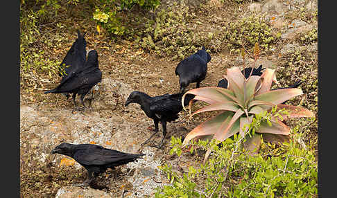 Borstenrabe (Corvus rhipidurus)