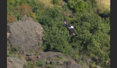 Kaffernadler (Aquila verreauxii)