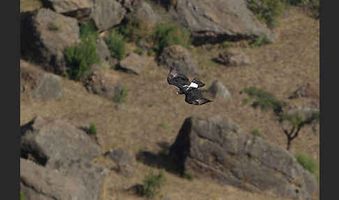 Kaffernadler (Aquila verreauxii)