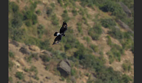 Kaffernadler (Aquila verreauxii)