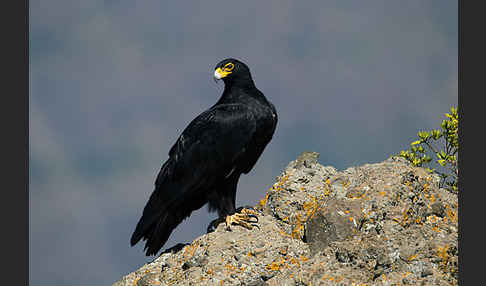 Kaffernadler (Aquila verreauxii)