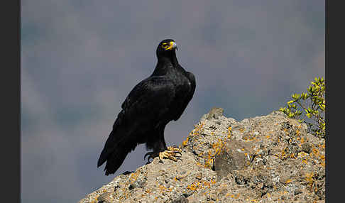 Kaffernadler (Aquila verreauxii)