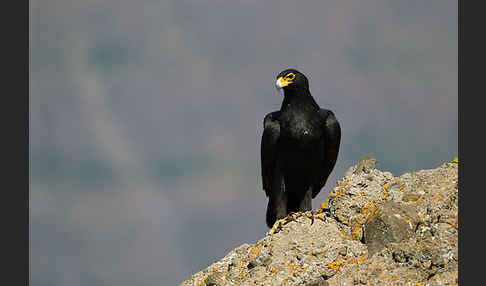 Kaffernadler (Aquila verreauxii)