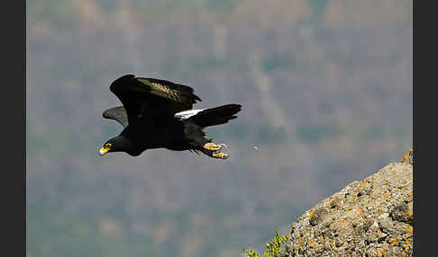 Kaffernadler (Aquila verreauxii)