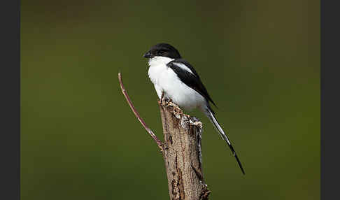 Fiscalwürger (Lanius collaris)