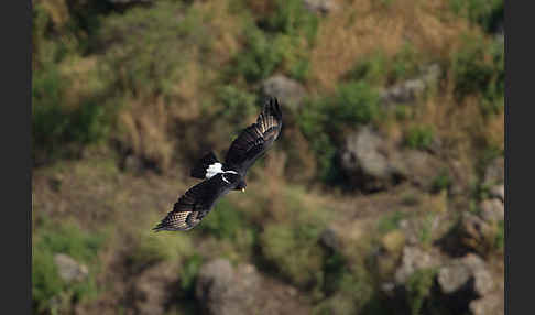 Kaffernadler (Aquila verreauxii)