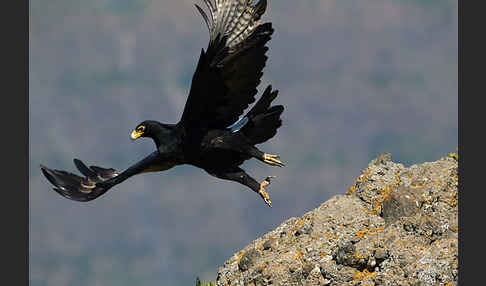 Kaffernadler (Aquila verreauxii)