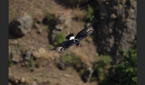 Kaffernadler (Aquila verreauxii)